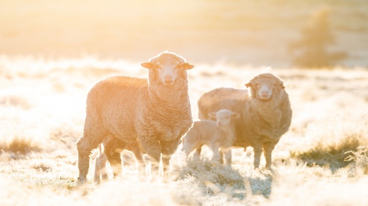 Emerging ESG commitments in focus