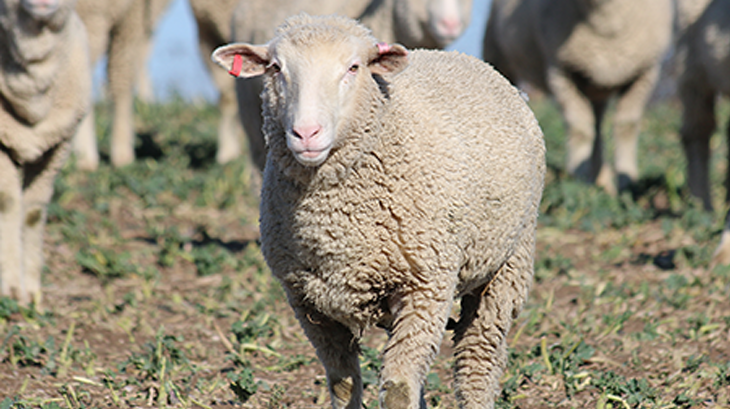 Sheep Sustainability Framework announces new Steering Group members, new Chair and new Board representatives