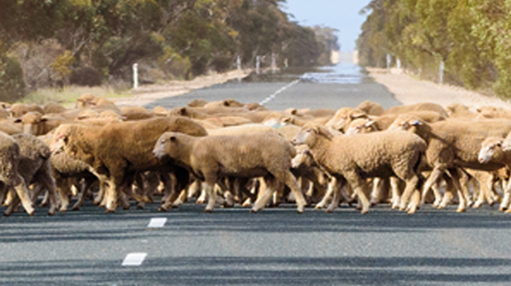 A trio of projects to monitor the sheep industry’s progress to a sustainable future