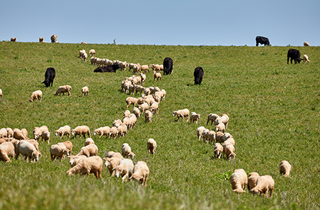 Recruitment now open for leadership positions on the Sheep Sustainability Framework Steering Group