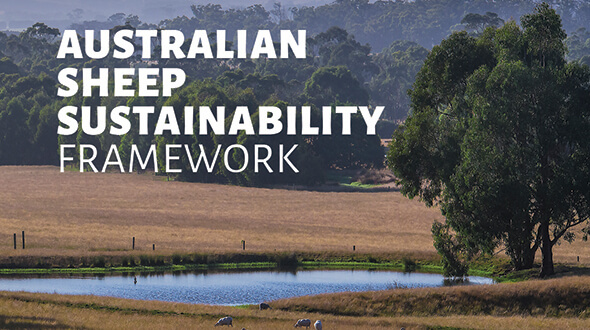 World First Sheep Sustainability Framework Launched Today