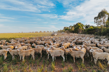 Sheep Sustainability Framework releases 2025 Annual Report: Progress ...