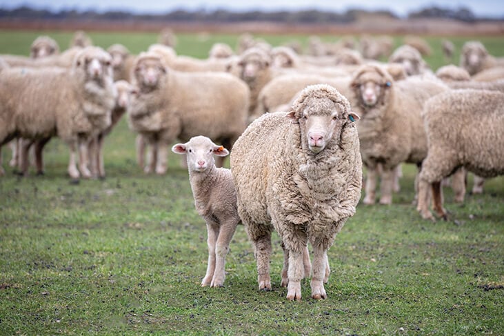 high-res_A-Browning_merino.jpg