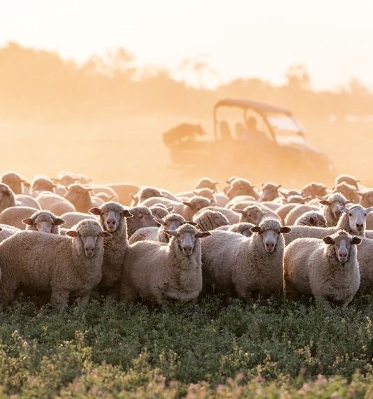 NSW Farmers image by Rachael Lenehan_bg.jpg