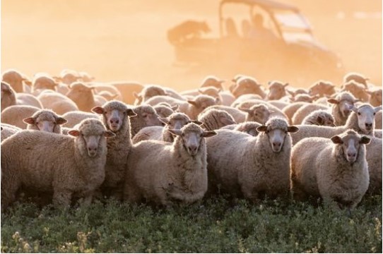 About the Sheep Sustainability Framework